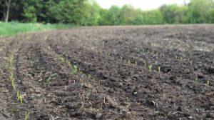 Температурний режим в Україні поки не дозволяє кукурудзі розвиватись — експерт