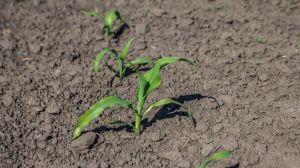 У рослин кукурудзи відмічається зниження інтенсивності ростових процесів