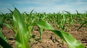 Названо ключові ризики втрат врожаю кукурудзи через похолодання