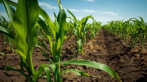 Науковець оцінив поточний фізіологічний стан посівів кукурудзи