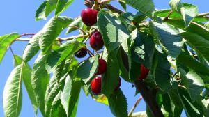 На Херсонщині розпочато сезон збирання врожаю черешні та полуниці
