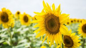В UKRAVIT розповіли, як максимально ефективно розкрити потенціал врожайності соняшнику