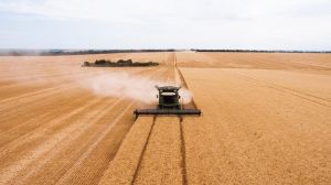 В Мінекономіки озвучили прогноз на цьогорічний врожай зерна в Україні