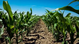 Подекуди у посівах кукурудзи спостерігається відставання у рості рослин — НААН