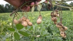 Луганський фермер поділився порадами у вирощуванні арахісу