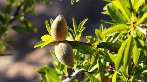 Одеський агроном вирощує 6 вітчизняних сортів мигдалю