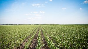 В A.G.R. Group оцінили вплив погоди на стан посівів кукурудзи