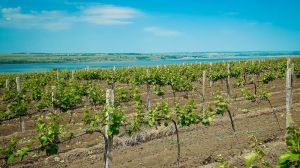 Миколаївські виноградарі зберуть 20 тис. тонн врожаю — прогноз