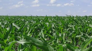 Експерт розповів про роль цинку у формуванні високих врожаїв кукурудзи