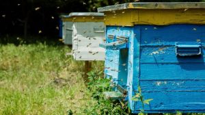 У Парламенті зареєстрували законопроект про кримінальну відповідальність за отруєння бджіл