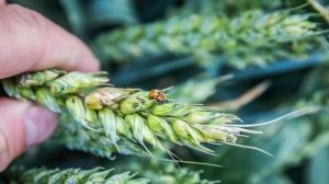 Надмірне зволоження сприяє збільшенню глибокого ураження зерна пшениці фузаріозом