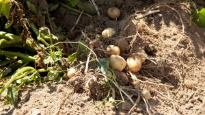 Вчені розкрили секрет скоростиглості картоплі