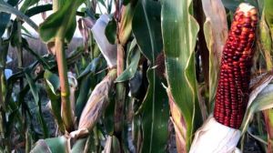 Серед аграріїв зростає попит на фіолетову кукурудзу — селекціонер