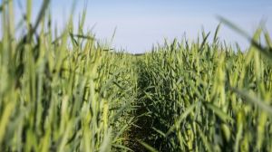 Аграріїв сьогодні потрібно переконувати вирощувати жито — експерт