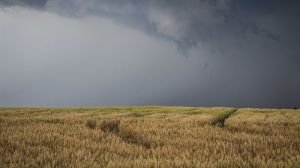 Дощова погода перешкоджає реалізації біологічного потенціалу озимих на Вінниччині
