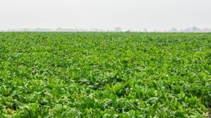 На Тернопільщині дощі негативно позначились на стані посівів цукрових буряків