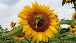 На соняшнику помічено дедалі більше випадків ураження рослин філодіями