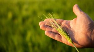 ФАО опублікувала сільськогосподарський прогноз на 2020-2029 роки