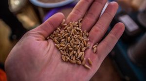 Постраждалі від посухи аграрії Півдня потребують держпідтримки у закупівлі насіння