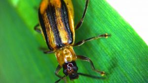Названо періоди найвищої шкодочинності кукурудзяного жука