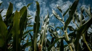 Середня врожайність кукурудзи в Україні прогнозується на рівні минулого року