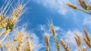 В Україні зафіксовано новий рекорд врожайності пшениці