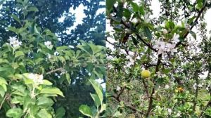 На Одещині подекуди повторно зацвіли плодові дерева