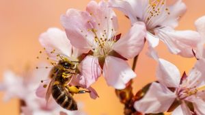 Запилюючи сільгоспкультури бджоли у США приносять агровиробникам мільярдні прибутки