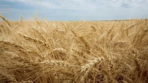 Експерти розповіли, як забезпечити гарний старт озимим зерновим
