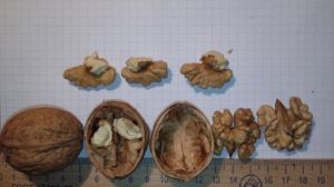 В Україні запатентували новий сорт волоського горіха