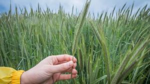 Урожайність гібридного жита на Харківщині може перевищувати 7 т/га
