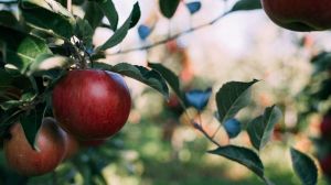 Озвучено цьогорічний прогноз врожаю промислового яблука