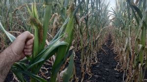 Через спеку та посуху на полях Черкащини горить кукурудза — аграрій