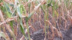 Аграріям не вдасться уникнути втрат врожаю кукурудзи та соняшнику через посуху — експерт