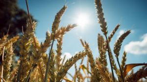 На Хмельниччині планують вирощувати кольорові сорти пшениці