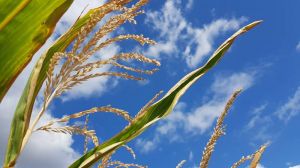 Погодні умови негативно вплинули на оцінку врожаю кукурудзи в Україні — аналітики