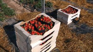Садівник з Прикарпаття вирощує пізньостиглі сорти полуниці