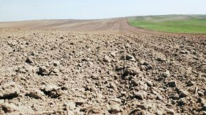 Дефіцит вологи ставить під загрозу посівну ріпаку в окремих регіонах України — вчені