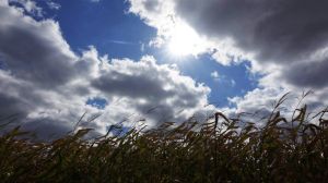 Дефіцит опадів посилив розвиток ґрунтової посухи на полях — НААН