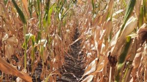 Через незадовільний стан посівів кукурудзи G.R. Agro знизила базисні показники прийому зерна на елеваторах