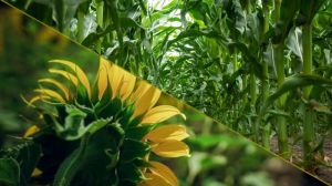 Подекуди попелицями заселено до 100% площ посівів соняшнику та кукурудзи