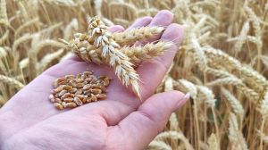 Миронівський інститут пшениці оприлюднив результати досліджень на найвищу врожайність озимої пшениці