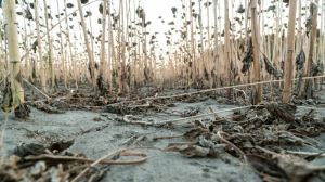Посуха нищить врожаї соняшнику на півдні України