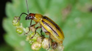 На Черкащині виявлено нові осередки шкодочинності кукурудзяного жука