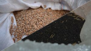 Результати жнив озимих свідчать про зниження показників врожайності пшениці та олійності ріпаку
