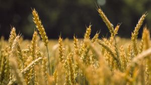 Аграріїв запрошують на дводенний онлайн консиліум з технологій вирощування пшениці