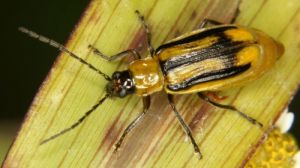 На Кіровоградщині виявлено нові осередки поширення кукурудзяного жука