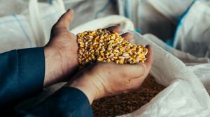 Найбільші області-виробники кукурудзи зазнають втрат врожаю через посуху — аналітики
