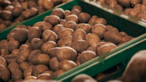 Україна увійшла до трійки країн-лідерів за виробництвом картоплі у світі