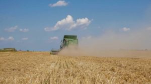 Жнива ранніх зернових на Львівщині завершують за врожайності понад 5 т/га